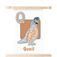 Q is for Quail